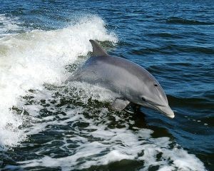 Dolphin-Cruise_300x240